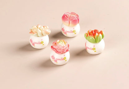 多肉植物の鉢植え