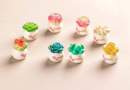 多肉植物の鉢植え